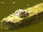 frog-float-raft-water-1410508.jpg