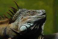 iguana-lizard-reptile-dragon-zoo-284039.jpg