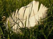 white-feathers-fallen-grasses-203707.jpg