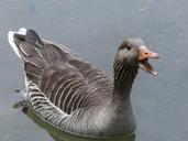 bean-goose-feathered-animal-329430.jpg