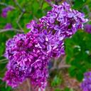 lilacs-spring-purple-springtime-1384964.jpg