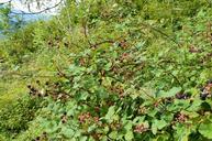 blackberries-forest-nature-438319.jpg