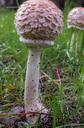 mushrooms-fungi-boletus-autumn-200876.jpg