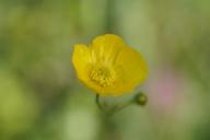 buttercup-blossom-bloom-413596.jpg