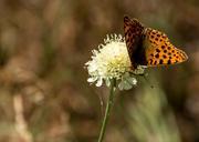 butterfly-nature-insect-animal-828144.jpg