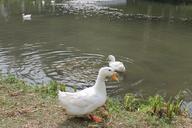 duck-ave-lake-668684.jpg