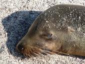 sea-lion-close-sleeping-head-1646867.jpg