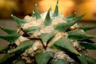 cactus-large-flower-rastepnie-795806.jpg