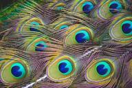 peacock-feathers-animal-864966.jpg