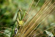 praying-mantis-insect-green-959601.jpg