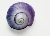 snail-shell-close-snail-shell-271975.jpg