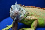 iguana-reptiles-dragon-632599.jpg