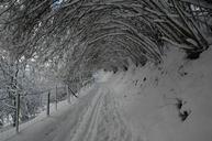 winter-shrubs-snow-covered-498776.jpg