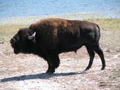 buffalo-wild-animal-nature-mammal-643161.jpg