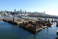 sea-lion-animal-marine-wildlife-1053338.jpg