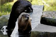 otter-board-water-enclosure-animal-348250.jpg