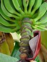 banana-shrub-shrub-bananas-stalk-64405.jpg