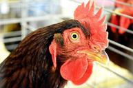 rooster-chicken-male-cock-animal-71685.jpg