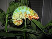 chameleon-panther-chameleon-reptile-227315.jpg