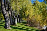 Willow_Trees,_Jack_Darling_Park.jpg