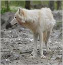 wolf-predator-european-wolf-215060.jpg