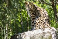 leopard-cat-zoo-mammal-stone-846301.jpg