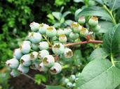 berries-blueberries-immature-fruits-373459.jpg