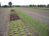 agriculture-gardening-vegetables-981600.jpg