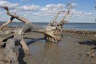 driftwood-sky-shore-landscape-sand-754593.jpg