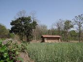 farm-hut-highway-road-forests-teak-115456.jpg