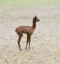 alpaca-wool-mammal-lama-like-200485.jpg