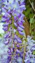 acacia-purple-acacia-light-blue-1390698.jpg