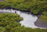 Brown bear and black bear in the upper Russian river.jpg