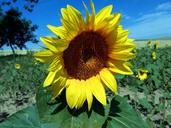 sunflower-field-summer-976638.jpg