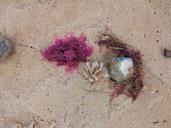 sand-beach-seaweed-red-beach-sand-1185293.jpg