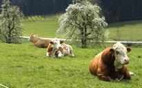 cow-pasture-grassland-spring-743179.jpg