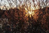 weeds-sunset-grass-nature-719716.jpg