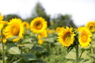 sunflowers-field-flowers-summer-554105.jpg