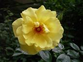 yellow-rose-flower-1369133.jpg