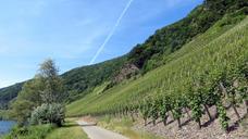 vineyards-vines-wine-grapes-817926.jpg