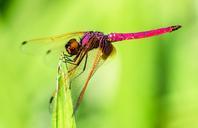 dragonfly-insect-close-365204.jpg