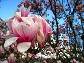 magnolia-magnolia-tree-pink-flower-1380306.jpg