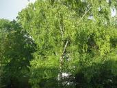 birch-tree-wind-leaves-airy-green-61102.jpg