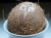 coconut-germ-holes-coconuts-exotic-60390.jpg