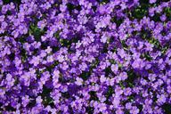 blue-pillow-flowers-violet-aubrieta-324306.jpg