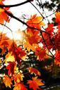 autumn-leaves-tabitha-plants-autumn-781380.jpg