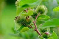 burdock-grassland-plants-889966.jpg