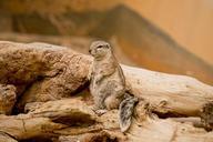 earth-hamster-squirrel-view-watch-455325.jpg