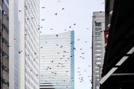 downtown-birds-city-cityscape-sky-1606812.jpg