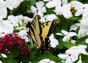 monarch-butterfly-wildflower-flower-237682.jpg